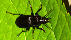 Gemeiner Grabkäfer (5).jpg